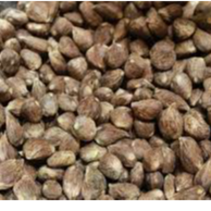 Palm Kernel