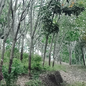 Rubber Plantation