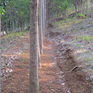 Rubber Plantation - Image 3