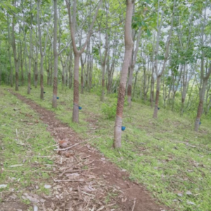 Rubber Plantation - Image 4