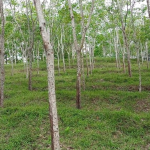 Rubber Plantation - Image 5