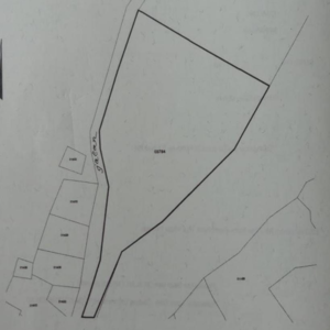 Rubber Plantation - Image 7