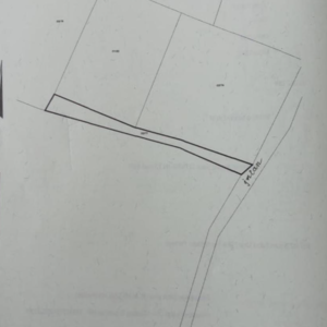 Rubber Plantation - Image 8