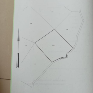 Rubber Plantation - Image 9