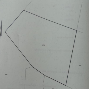 Rubber Plantation - Image 10