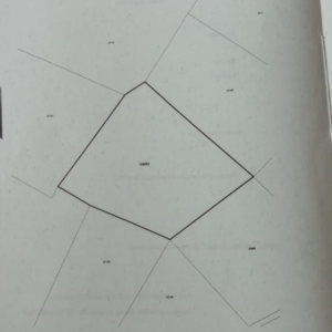 Rubber Plantation - Image 11