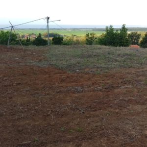 Rubber Plantation - Image 13