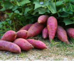 Sweet Potato