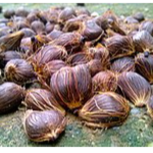 Palm kernel by Freezone Concepts Ltd