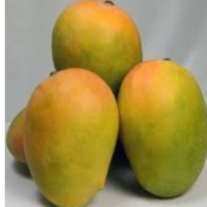 Kesar mango by M D M Trading Company