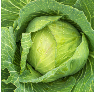 cabbage