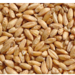 Wheat (3Rd, 4Th And 5Th) Classes