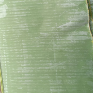 Banana Leaf - Image 3