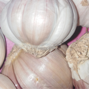 resources of Garlic exporters