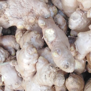 Ginger