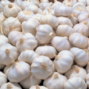 WHITE GARLIC by SHREEYA MULTIBIZ LLP