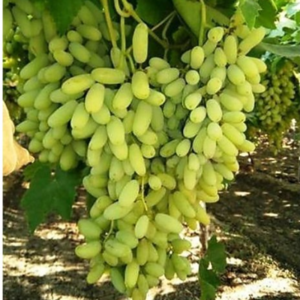 Grapes
