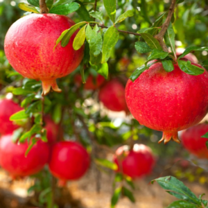 Pomegranate