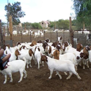 Top Quality Live Boer Goats