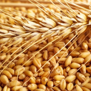 High Quality Wheat Grain from AR;2000 Dried AD COMMON Cultivation with ISO Certification