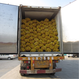 Fresh Red Ginger Young Ginger