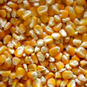 Yellow corn for animal feed grade