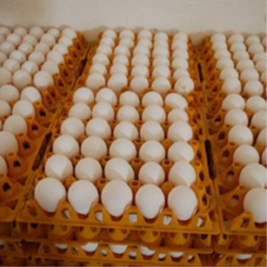 Fresh Chicken Eggs / Round Table Eggs for Sale / fertile hatching eggs