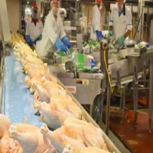 HALAL FROZEN WHOLE CHICKEN / FROZEN CHICKEN FEET