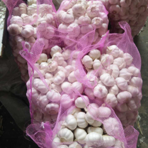 High Quality Fresh Garlic