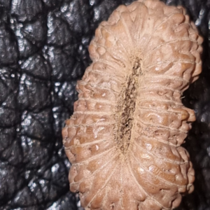 26 Mukhi Rudraksha