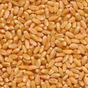 Wheat by Bharat Agro