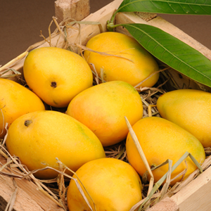Mango (Keshari /alphonso)