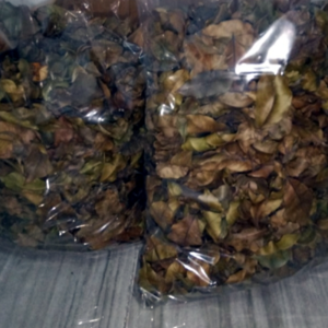 Agarwood Inoculated Dried Leaves