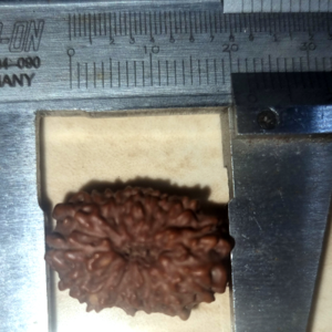 15 Mukhi Rudraksha Bead