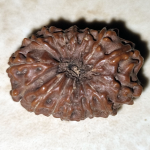 15 Mukhi Rudraksha Bead