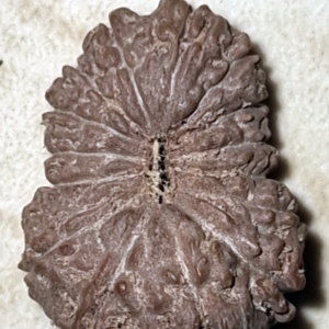 15 Mukhi Rudraksha Bead