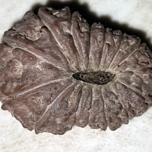 15 Mukhi Rudraksha Bead