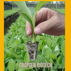 Banana Tissue Culture Plants 2