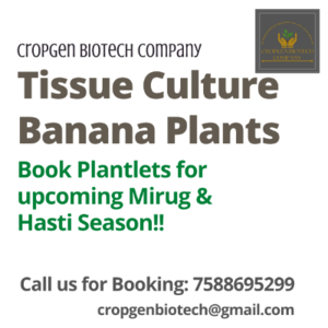 Banana Tissue Culture Plants 3