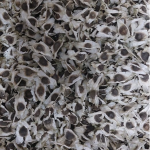 Moringa Seed
