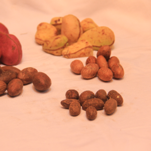 Kola nut,  bitter kola