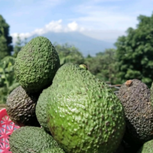 AVOCADO HASS