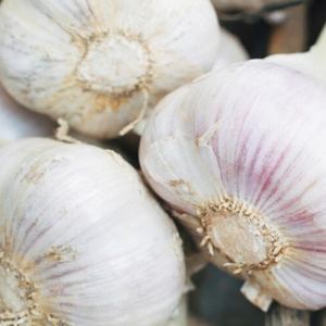 Garlic by ZINAN INTERNATIONAL