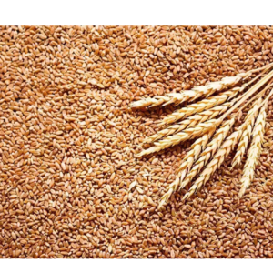 WHEAT by Shri Krishna traders