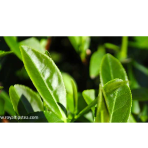 OOLONG TEA LEAVES