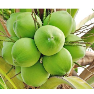 tender coconut