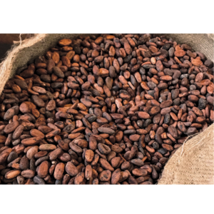 Cocoa Bean - Image 2