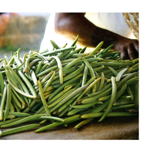 Vanilla Beans by AFRIWIDE