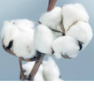 Cotton lints by CY Favour Int'l Ltd