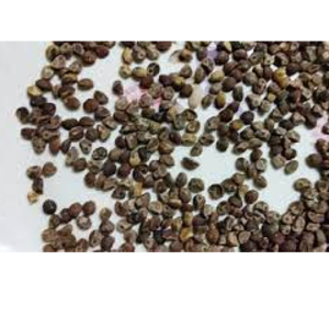 Herbal seeds by CY Favour Int'l Ltd